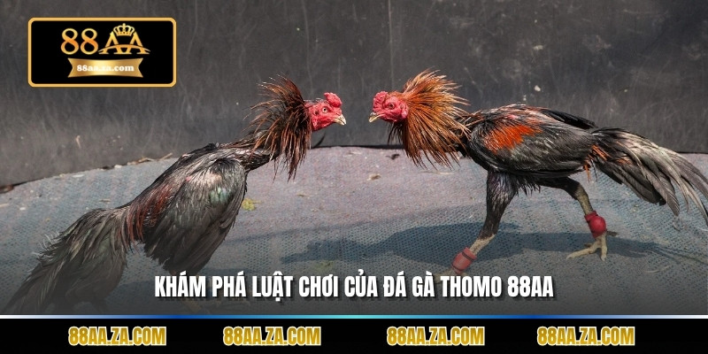 Khám phá luật chơi của đá gà thomo 88aa